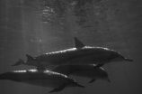 海豚湾纪录片(震撼人心！揭露海豚湾的惨状——看纪录片《海豚湾》)