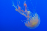深海水母(你知道吗？深海水母的种群数量正在逐年下降)