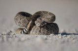 全球最毒的蛇第一名，你知道是哪一种吗？