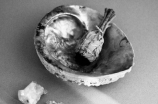 斑玉螺：珍贵的食材和益于健康的药材