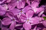 紫罗兰(紫罗兰，优雅和神秘兼备的花卉冷知识)