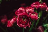 可爱的一朵玫瑰花：小巧玲珑，红艳绽放