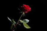 我要送你红色玫瑰(我要送你红色玫瑰，预示我的爱意)
