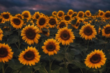 生命之花——向日葵图片